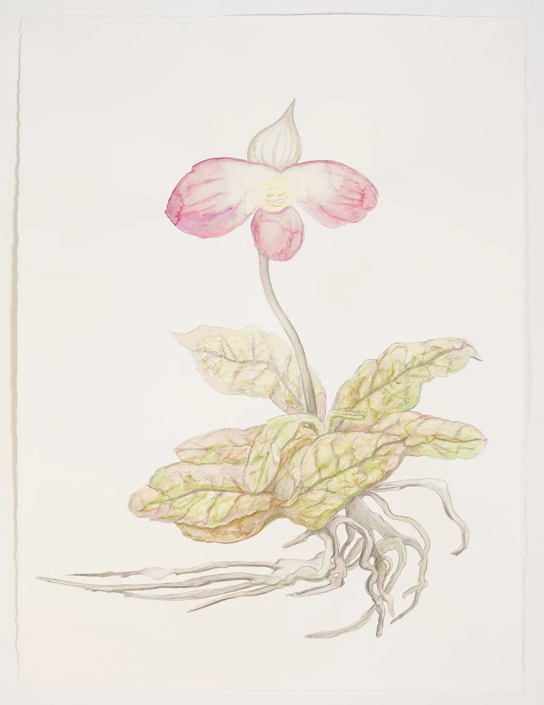 Alina Bliumis, "Endangered Lady's Slipper"