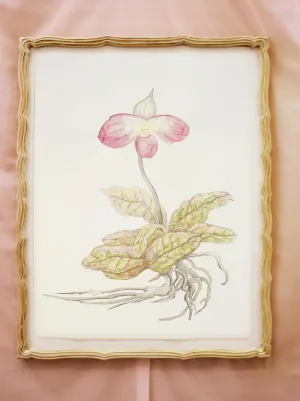 Alina Bliumis, "Endangered Lady's Slipper"